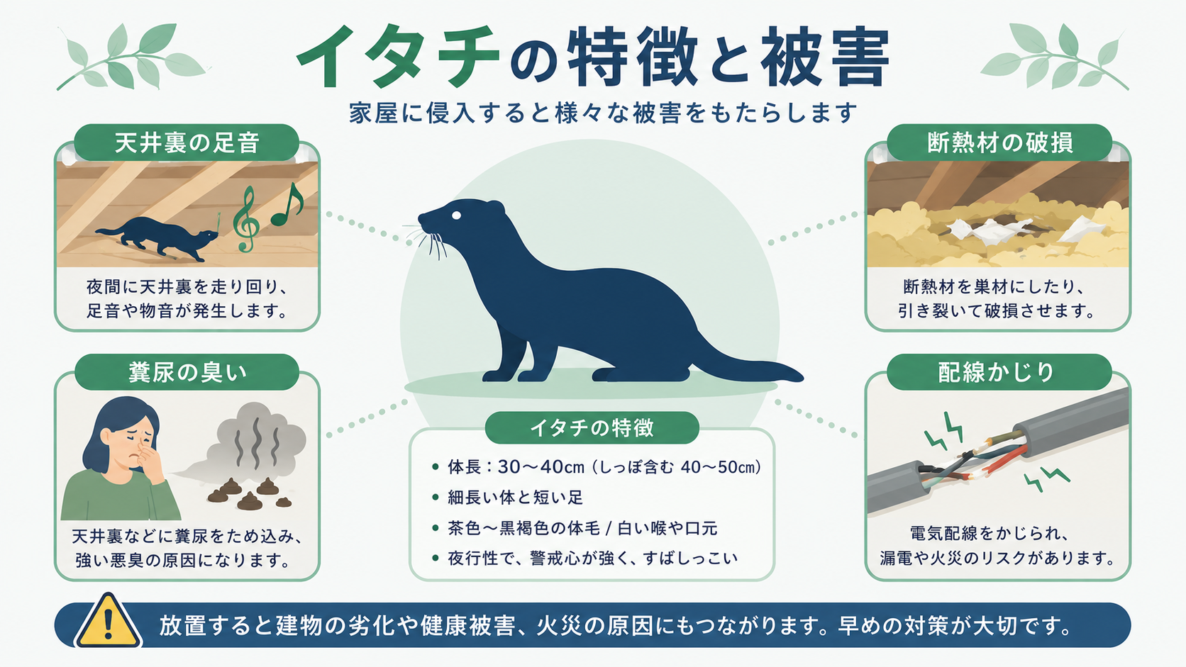 イタチの特徴と被害の種類