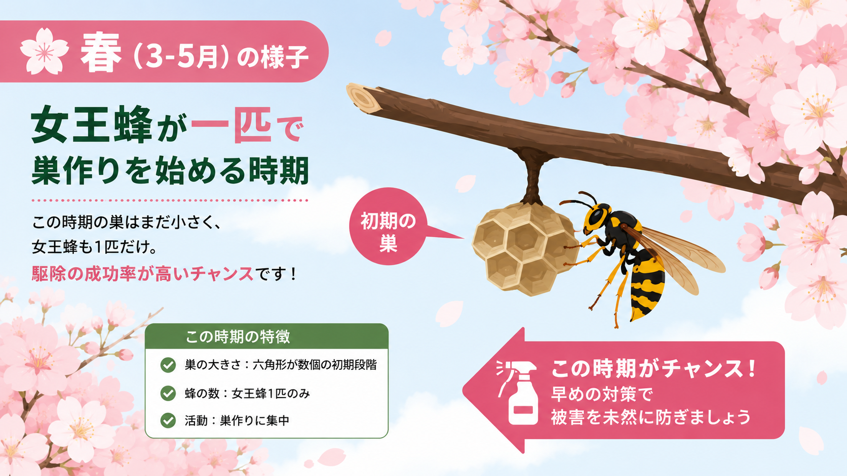 春のスズメバチ女王蜂の巣作り期